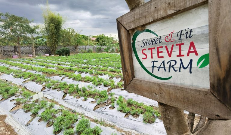 Stevia, a natural alternative for the rising number of diabetics in PH Stevia, a natural alternative for the rising number of diabetics in PH